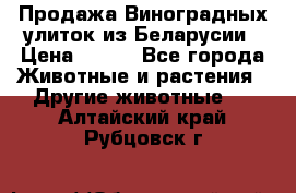 Продажа Виноградных улиток из Беларусии › Цена ­ 250 - Все города Животные и растения » Другие животные   . Алтайский край,Рубцовск г.